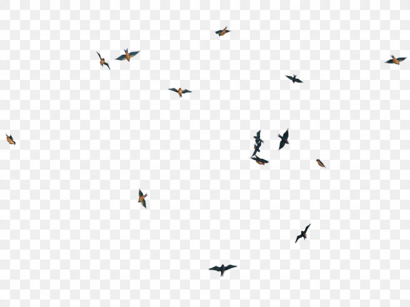 Bird Flight Bird Flight, PNG, 1024x768px, Bird, Bird Flight, Black, Black And White, Editing Download Free