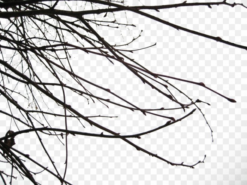 Branch, PNG, 900x675px, Branch, Area, Black, Black And White, Illustration Download Free