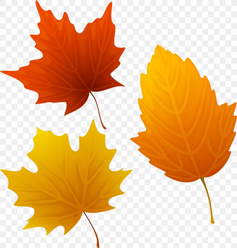 Clip Art Image Vector Graphics Free Content, PNG, 5907x6180px, Autumn, Autumn Leaf Color, Black Maple, Deciduous, Flower Download Free