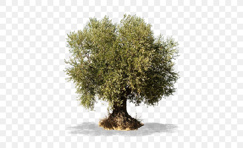 Olive Branch Tree Stock Photography, PNG, 500x500px, Olive, Branch, Food, Houseplant, Mediterranean Cuisine Download Free