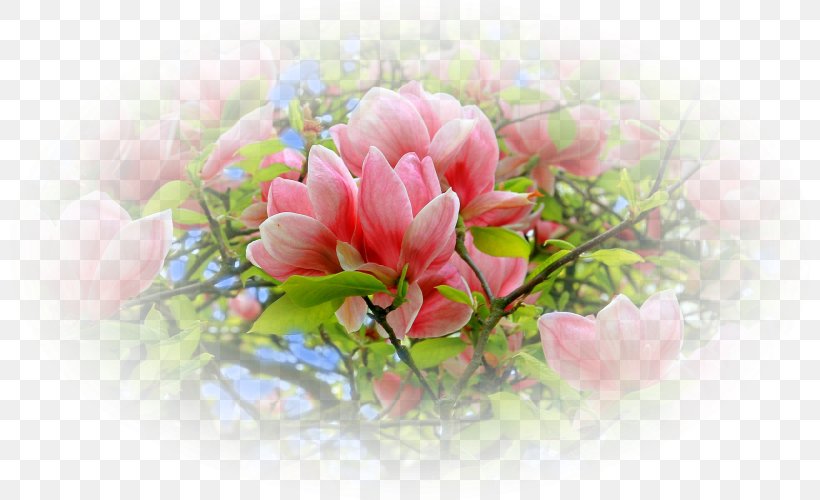 Peony Flower Floral Design Desktop Wallpaper, PNG, 800x500px, Peony, Blossom, Computer, Floral Design, Flower Download Free