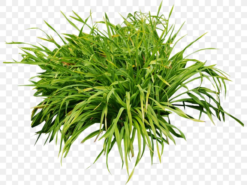 Steel Leaf Shrub Plant Square, PNG, 800x614px, Steel, Architecture, Electroplating, Evergreen, Grass Download Free