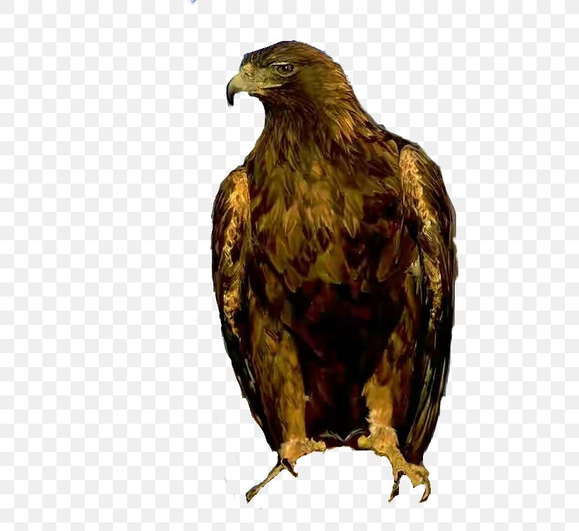 Bird Golden Eagle Bird Of Prey Eagle Accipitridae, PNG, 572x752px, Bird, Accipitridae, Beak, Bird Of Prey, Eagle Download Free