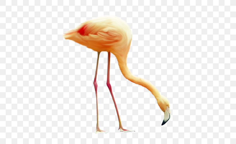 Flamingo, PNG, 500x500px, Greater Flamingo, Beak, Bird, Flamingo, Neck Download Free