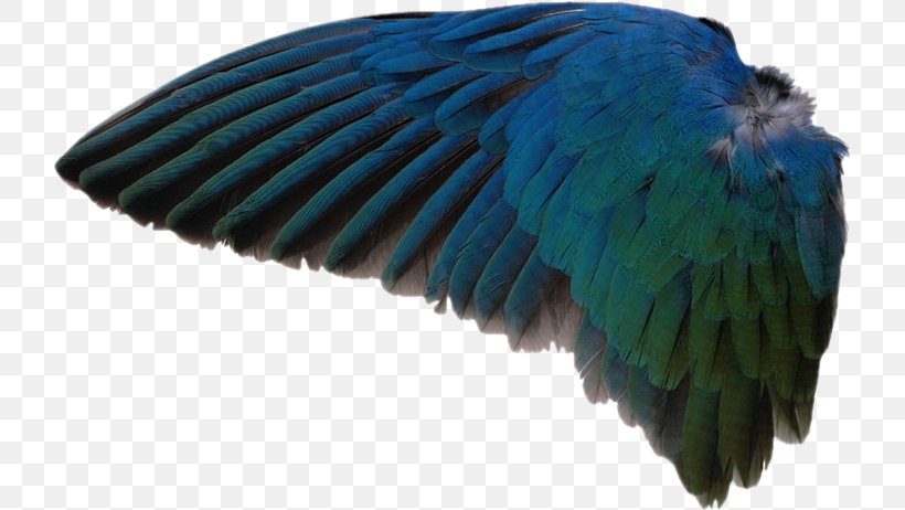 Go Facts Animals Birds Wing Macaw Feather, PNG, 722x462px, Bird, Angel, Beak, Blue, Cobalt Blue Download Free