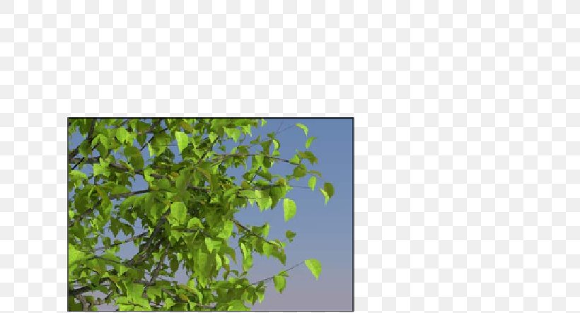 Leaf Sky Plc, PNG, 629x443px, Leaf, Branch, Flora, Grass, Green Download Free