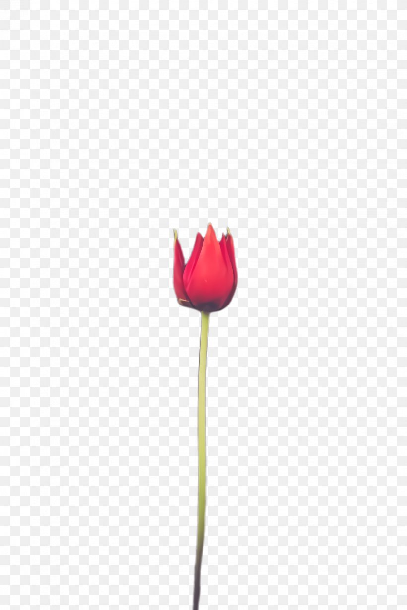 Lily Flower Cartoon, PNG, 1632x2448px, Tulip, Blossom, Bud, Closeup, Cut Flowers Download Free