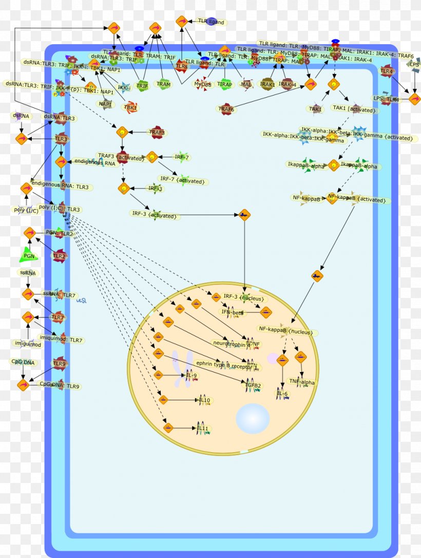 Line Point Diagram Organism, PNG, 1019x1350px, Point, Area, Diagram, Organism, Text Download Free