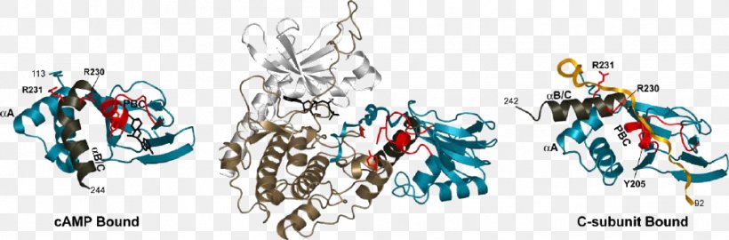 Protein Kinase A Protein Subunit Ligand Molecular Binding, PNG, 992x327px, Protein Kinase A, Art, Binding Site, Body Jewelry, Catalysis Download Free