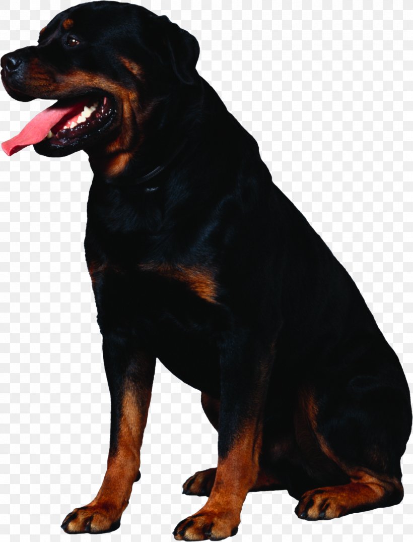 Rottweiler Greater Swiss Mountain Dog Puppy Cat, PNG, 1825x2394px, Rottweiler, Animal, Carnivoran, Cat, Dog Download Free
