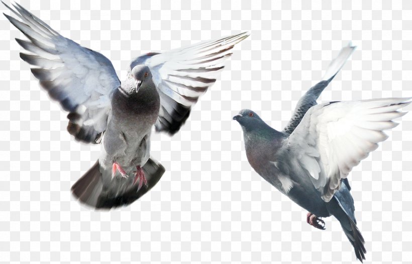 Columbidae Bird English Carrier Pigeon, PNG, 1508x967px, Columbidae, Beak, Bird, Domestic Pigeon, English Carrier Pigeon Download Free