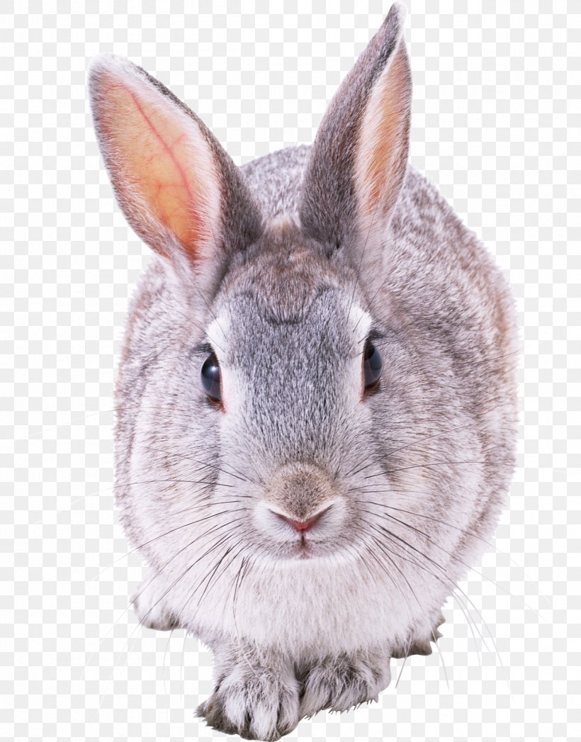 French Lop Hare Domestic Rabbit European Rabbit, PNG, 1253x1600px, French Lop, Domestic Rabbit, European Rabbit, Fauna, Fur Download Free