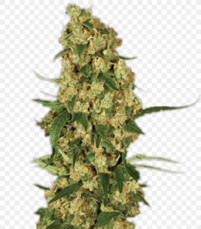 Paradise Seeds Marijuana Seed Bank Cannabis Sativa, PNG, 1401x1600px, Paradise Seeds, Autoflowering Cannabis, Breed, Cannabis, Cannabis Ruderalis Download Free