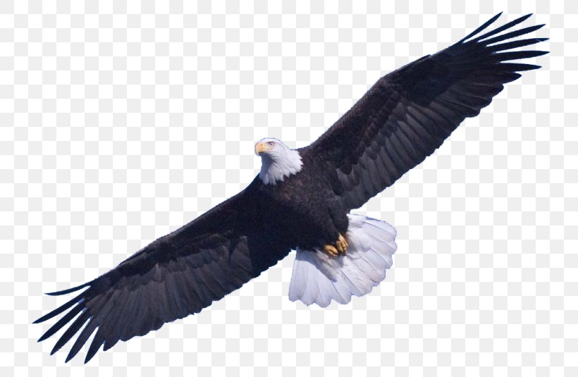 Bald Eagle Clip Art, PNG, 768x535px, Bald Eagle, Accipitriformes, Beak, Bird, Bird Of Prey Download Free