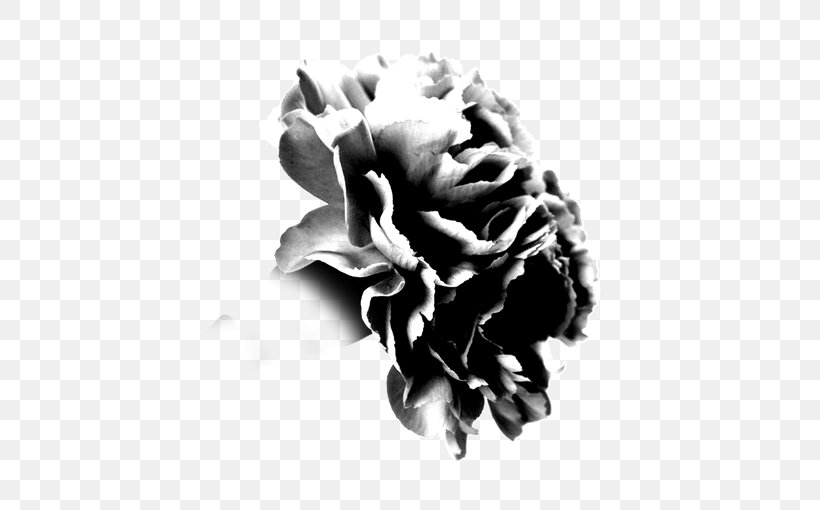 Black And White Moutan Peony, PNG, 567x510px, Black And White, Black, Computer, Flower, Monochrome Download Free
