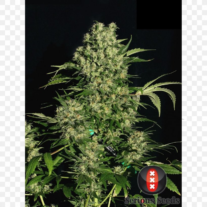 Cannabis Cup Seed Bank Marijuana, PNG, 1000x1000px, Cannabis, Cannabidiol, Cannabis Cultivation, Cannabis Cup, Cannabis Sativa Download Free