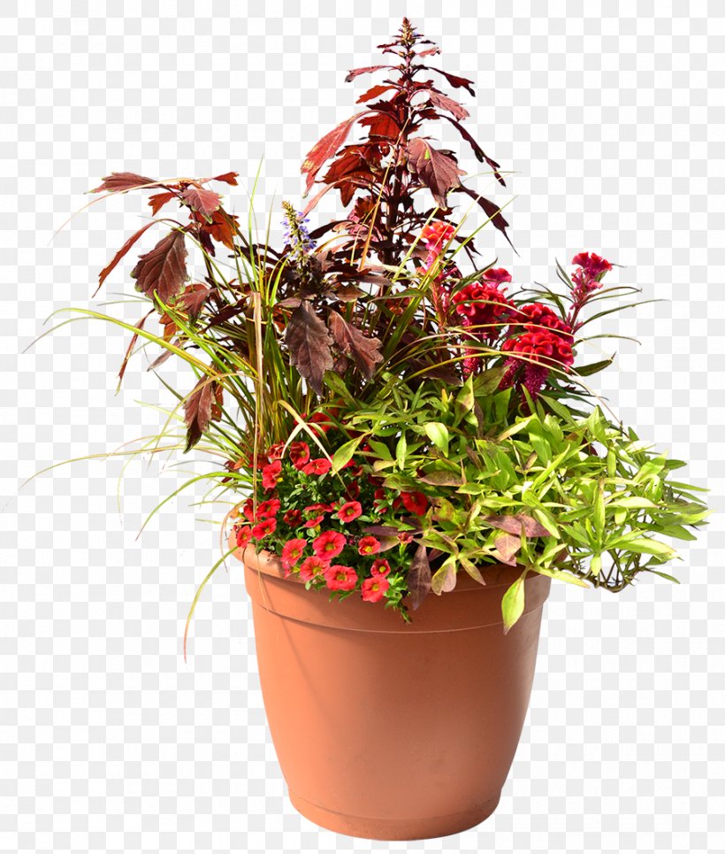 Plant Flowerpot Flower Box Homestead Gardens, PNG, 900x1060px, Plant, Annual Plant, Coleus, Flower, Flower Box Download Free