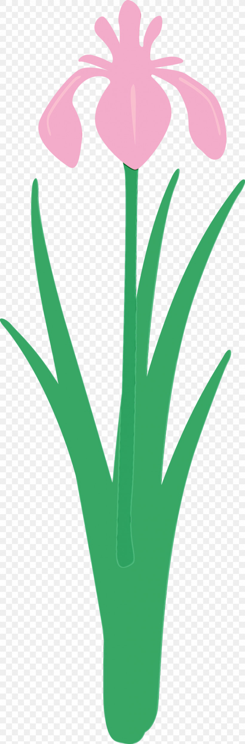 Green Leaf Grass Grass Family Plant, PNG, 988x3000px, Iris Flower, Aloe, Grass, Grass Family, Green Download Free