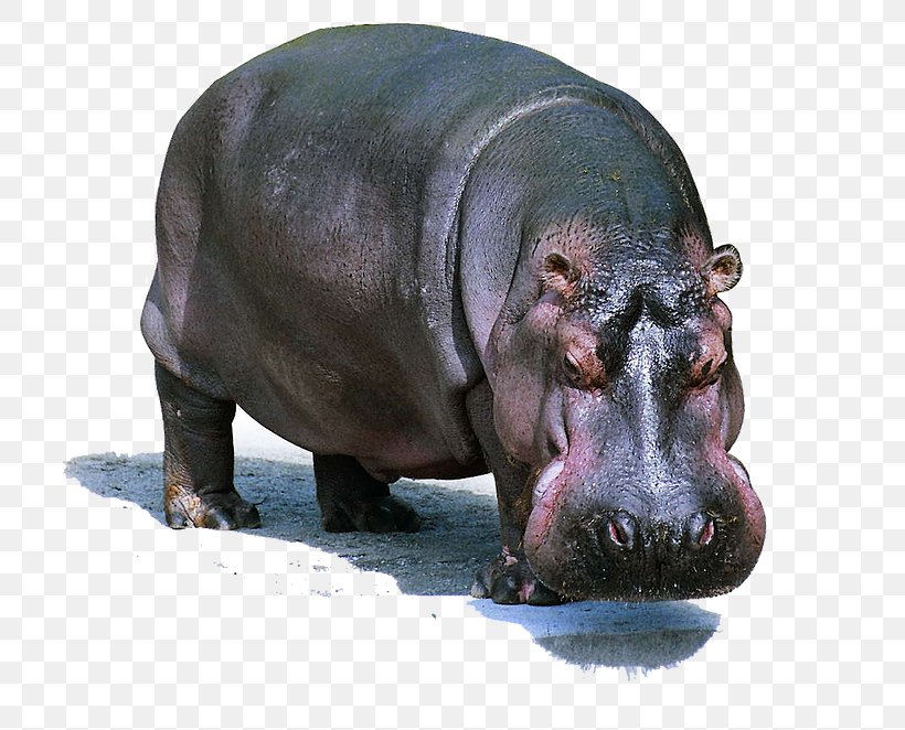 Hippopotamus Cetacea Mammal Animal Gorilla, PNG, 784x662px, Hippopotamus, Animal, Blue Whale, Cetacea, Fauna Download Free