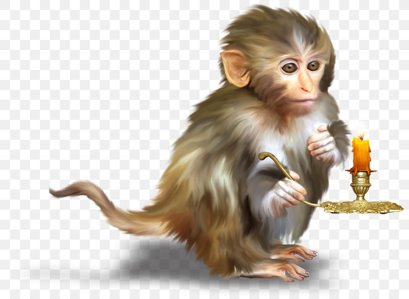 Monkey Orangutan Clip Art, PNG, 800x599px, Monkey, Animal, Drawing, Fauna, Fur Download Free