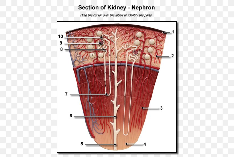 Nephron Kidney Anatomy Excretory System Renal Medulla, PNG, 500x550px, Watercolor, Cartoon, Flower, Frame, Heart Download Free