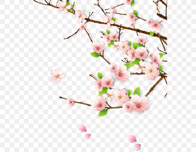 Peach Blossom Clip Art, PNG, 579x639px, Peach Blossom, Blossom, Branch, Cherry Blossom, Color Download Free