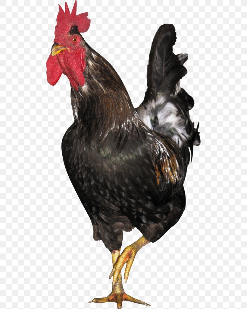 Rooster Rhode Island Red Fowl Galliformes, PNG, 514x1024px, Rooster, Beak, Bird, Chicken, Fowl Download Free