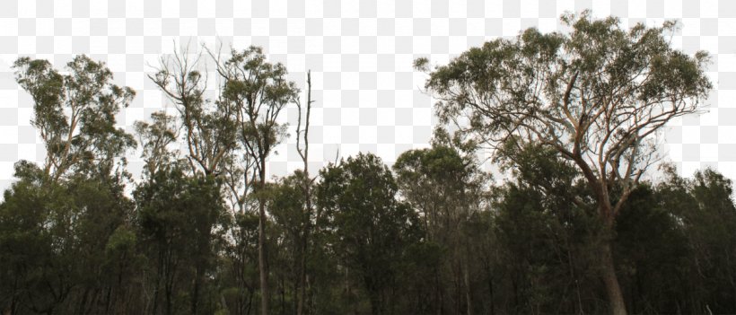 Tree Line Forest Shrub Image, PNG, 1200x514px, Tree, Biome, Branch, Crop, Drawing Download Free