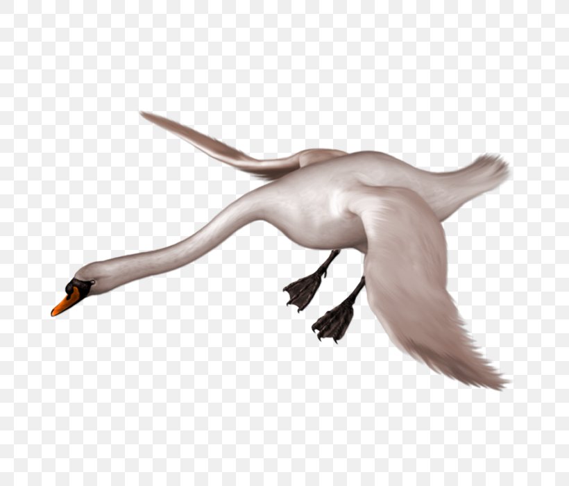 Whooper Swan Bird Duck Clip Art, PNG, 700x700px, Bird, Arm, Beak, Black Swan, Cygnini Download Free