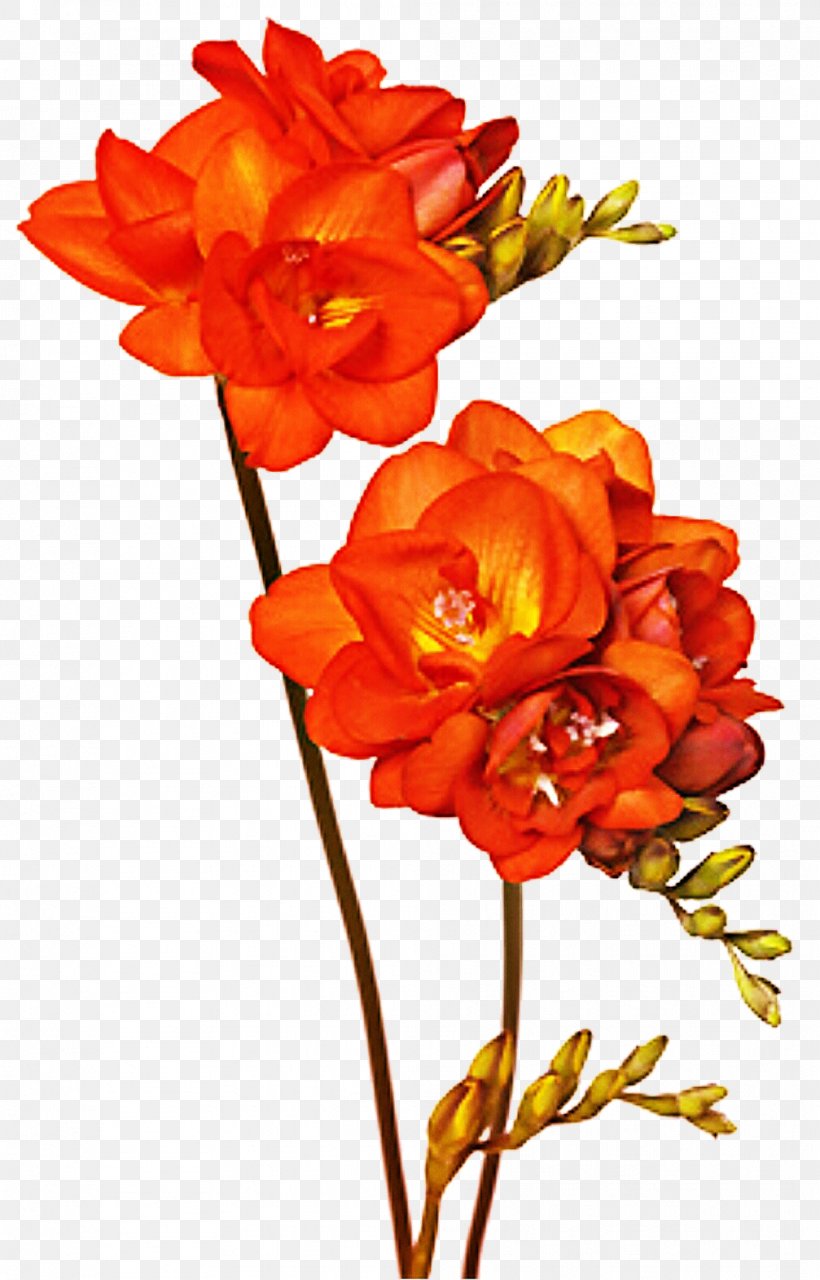 Floral Design Cut Flowers DeviantArt Freesia, PNG, 1007x1573px, Floral Design, Art, Cut Flowers, Deviantart, Floristry Download Free