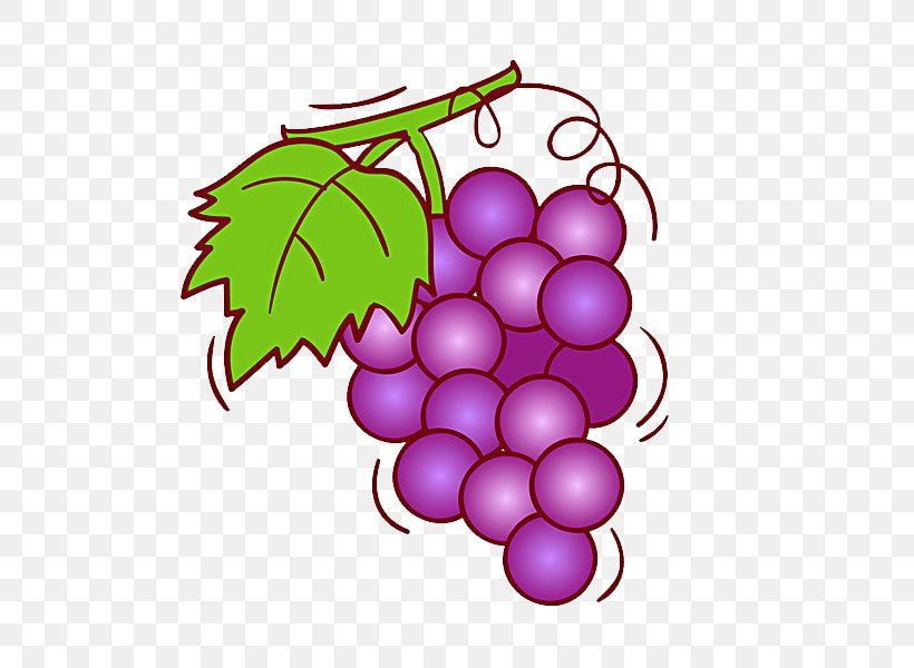 Grape Wine Fruit Illustration, PNG, 600x600px, Grape, Flowering Plant, Food, Fruit, Grape Seed Extract Download Free