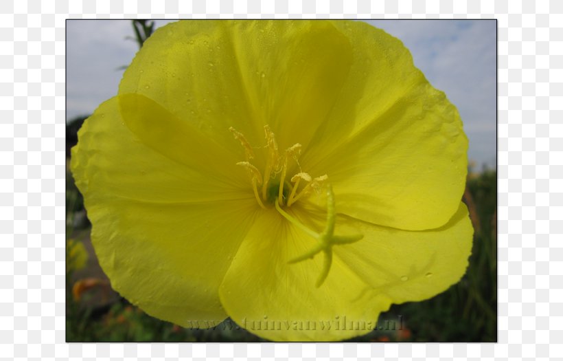 Large-flowered Evening-primrose Missouri Evening Primrose Yellow Color Grey, PNG, 700x525px, Yellow, Color, Evening Primrose, Evening Primrose Family, Eveningprimroses Download Free