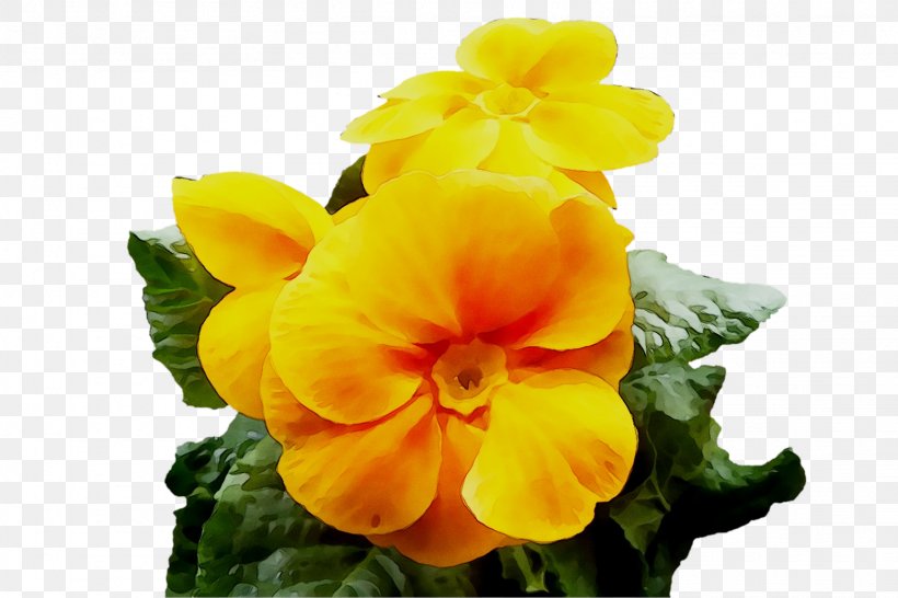 Primrose Annual Plant Pansy Plants, PNG, 1561x1040px, Primrose, Annual Plant, Begonia, Flower, Flowering Plant Download Free