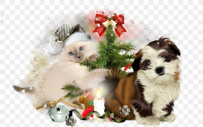 Puppy Shih Tzu Kitten Cat Jack Russell Terrier, PNG, 1045x653px, Puppy, Animal, Carnivoran, Cat, Cat Like Mammal Download Free