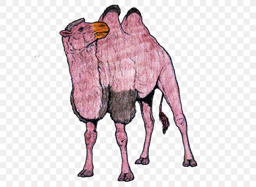 Dromedary Bactrian Camel Horse Pack Animal Mammal, PNG, 600x600px, Watercolor, Cartoon, Flower, Frame, Heart Download Free