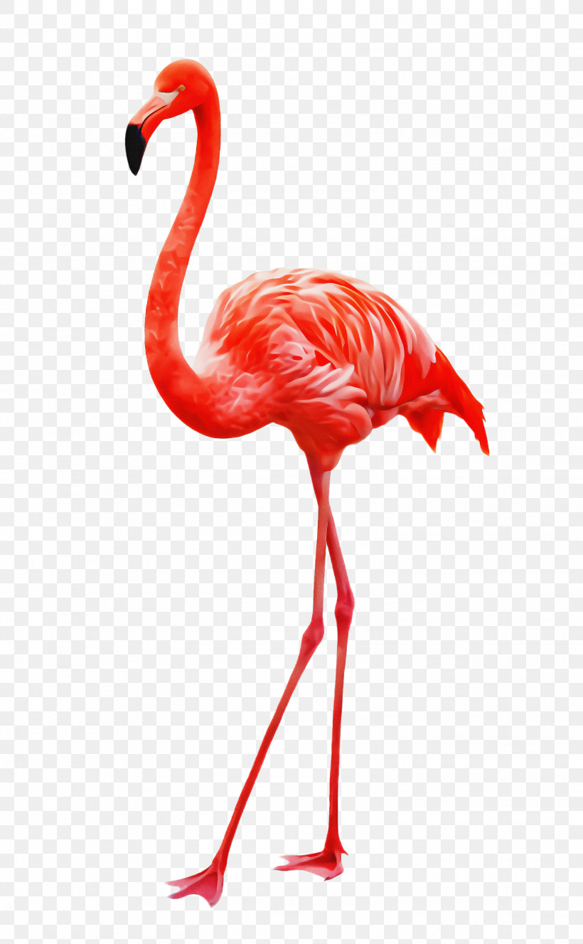 Flamingo, PNG, 1572x2544px, Bird, Beak, Flamingo, Greater Flamingo, Neck Download Free