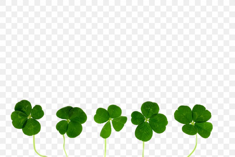 Four-leaf Clover Stock Photography Oxalis Tetraphylla, PNG, 1024x683px, Fourleaf Clover, Alamy, Clover, Flowering Plant, Grass Download Free