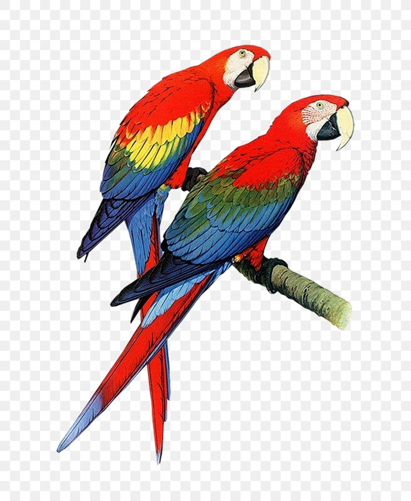 Parrots: A Guide To Parrots Of The World Bird Budgerigar, PNG, 713x1000px, Parrot, Australian King Parrot, Beak, Bird, Book Download Free