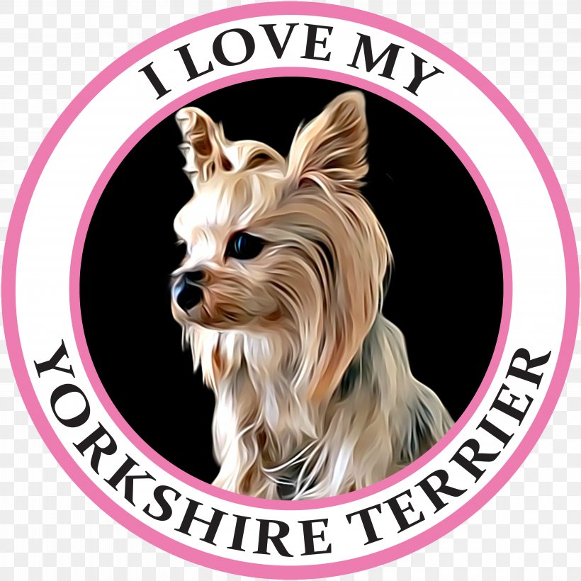 Yorkshire Terrier Australian Silky Terrier Morkie Puppy Companion Dog, PNG, 6000x6000px, Yorkshire Terrier, Australian Silky Terrier, Breed, Carnivoran, Collar Download Free