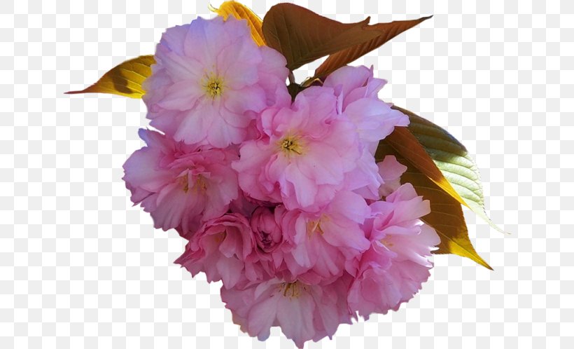 Cherry Blossom Pink M ST.AU.150 MIN.V.UNC.NR AD Herbaceous Plant, PNG, 640x498px, Cherry Blossom, Blossom, Branch, Branching, Cherry Download Free