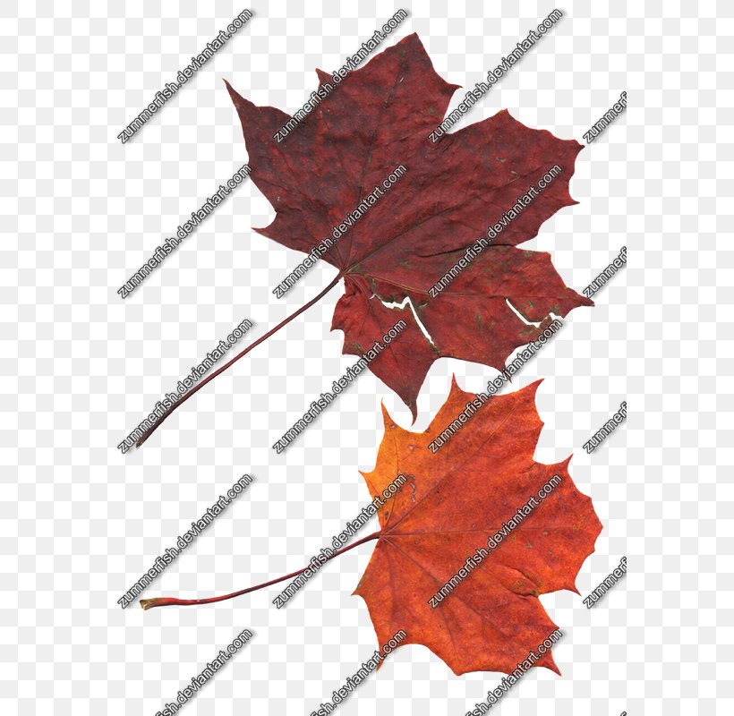 Maple Leaf, PNG, 581x800px, Maple Leaf, Leaf, Maple, Plant, Tree Download Free