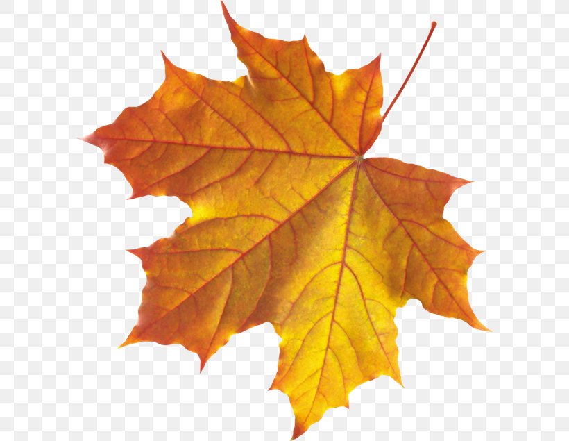 Autumn Leaf Color Clip Art, PNG, 600x635px, Autumn Leaf Color, Autumn ...