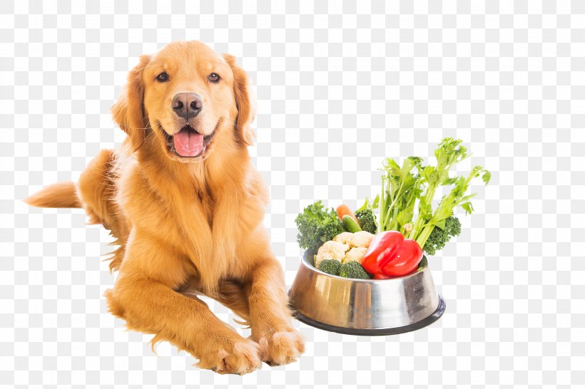 Dog Food Vegetarian Cuisine Vegetarianism Veganism, PNG, 2208x1472px, Dog, Carnivoran, Chhurpi, Companion Dog, Diet Download Free