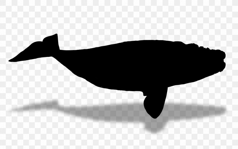 Dolphin Fauna Silhouette Font Beak, PNG, 2880x1800px, Dolphin, Beak, Blue Whale, Bowhead, Cetacea Download Free