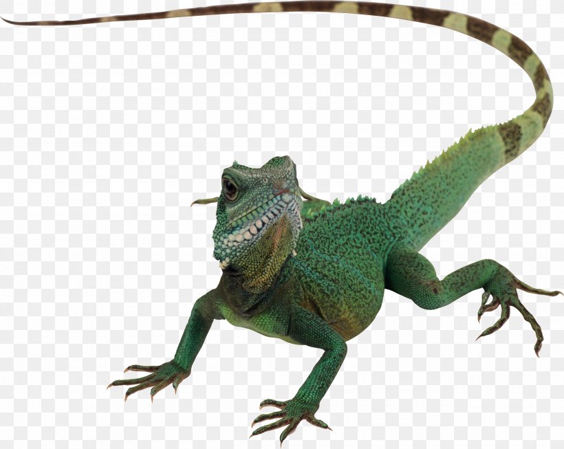 Lizard Reptile Chameleons Komodo Dragon, PNG, 2560x2039px, Komodo Dragon, Agamidae, Animal, Chameleon, Chameleons Download Free