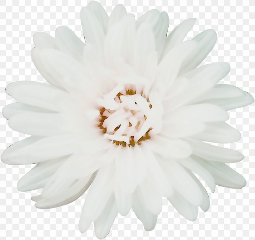 Chrysanthemum Petal White Cut Flowers, PNG, 1200x1129px, Chrysanthemum, Black, Blackandwhite, Blue, Blume Download Free