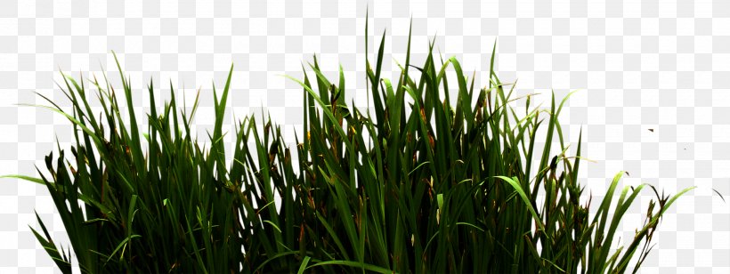 Download Icon, PNG, 1940x730px, Grass Gis, Chrysopogon Zizanioides, Commodity, Computer Graphics, French Hydrangea Download Free
