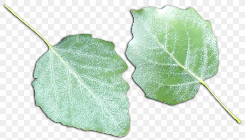 Plant Pathology Leaf, PNG, 2484x1419px, Plant Pathology, Leaf, Pathology, Plant Download Free