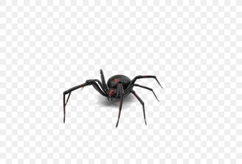 Southern Black Widow Spider, PNG, 654x558px, Southern Black Widow, Animal, Arachnid, Arthropod, Black Widow Download Free