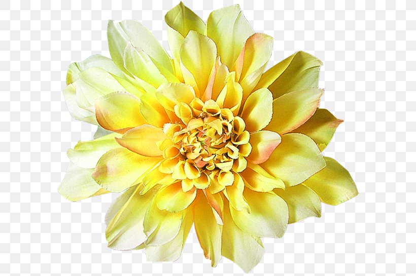 Centerblog Dahlia Floral Design Cut Flowers, PNG, 600x545px, Centerblog, Annual Plant, Blog, Chrysanthemum, Chrysanths Download Free